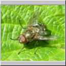 Sarcophaga sp - Fleischfliege 03a.jpg